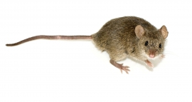 Mus musculus