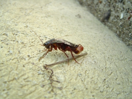 Blatta orientalis