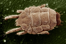 Yellow mite (Tydeidae), Lorryia formosa