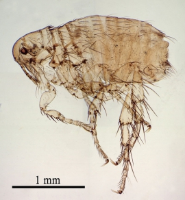 Ctenocephalides-canis