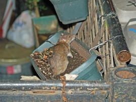 Rattus norvegicus