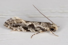 Nemapogon granella