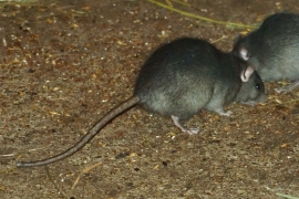 Rattus rattus