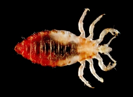 Pediculus humanus var. corporis