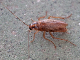  Blattella germanica