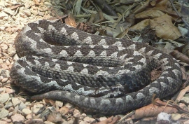Vipera Ammodytes